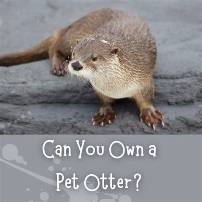 can you own an otter as a pet: Exploring the Complexities and Ethics Behind Exotic Pet Ownership